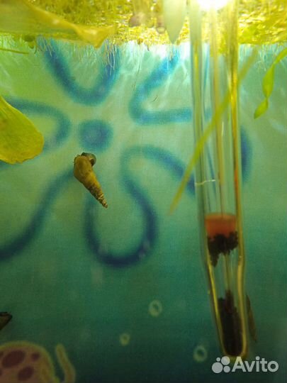 Улитки аквариумные