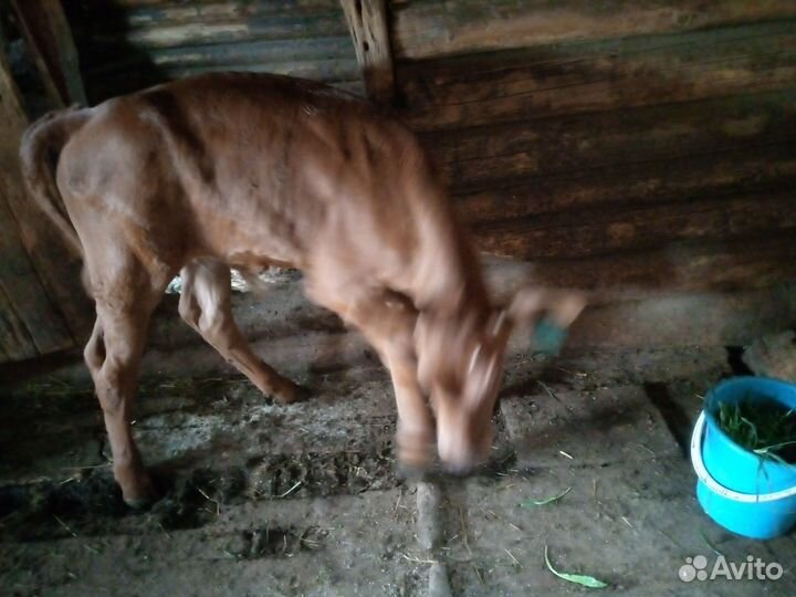 Телята бычки