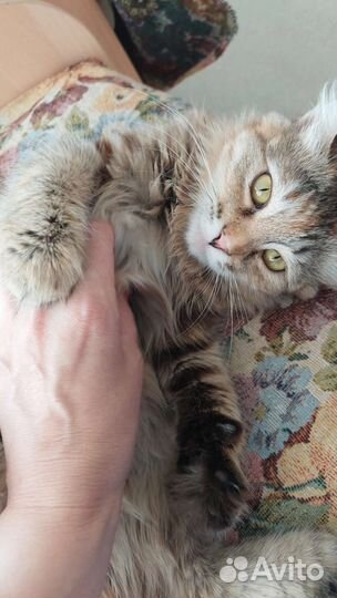 Кошечка Верочка