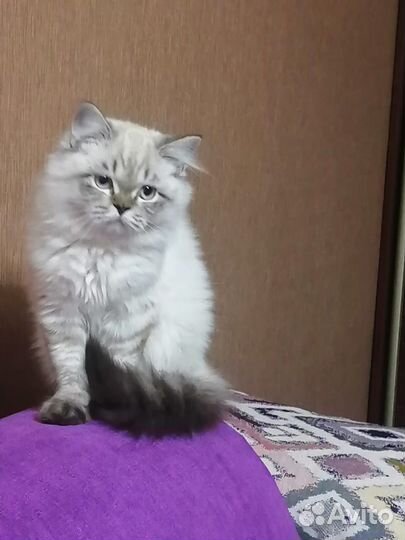 Кот на вязку