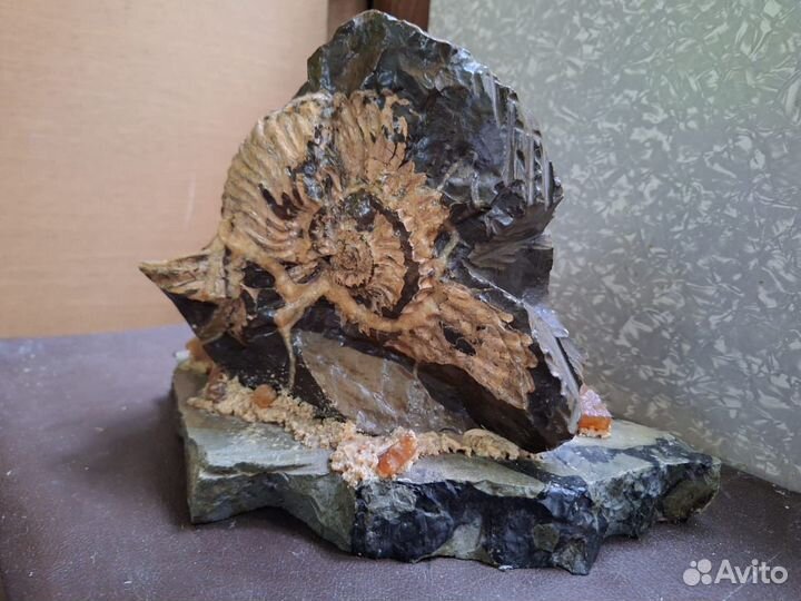 Аммонит камень