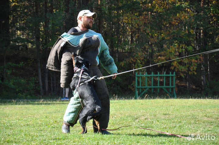 Дрессировка собак, Пермь