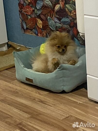 Померанский шпиц мини девочка