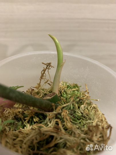 Филодендрон Маска (magic mask)