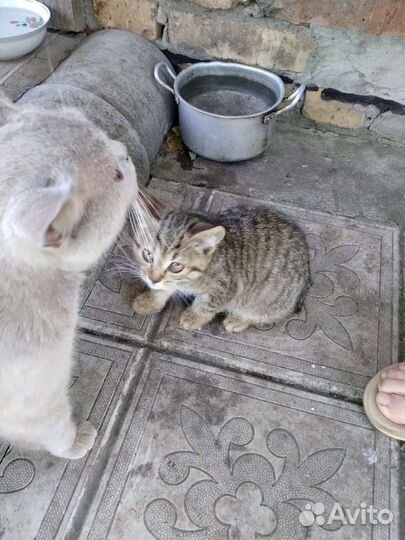 Котята в добрые руки бесплатно 2.5 месяца