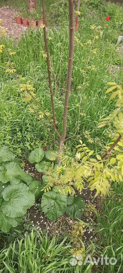 Белая акация