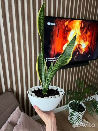 Сансевиерия сортовая