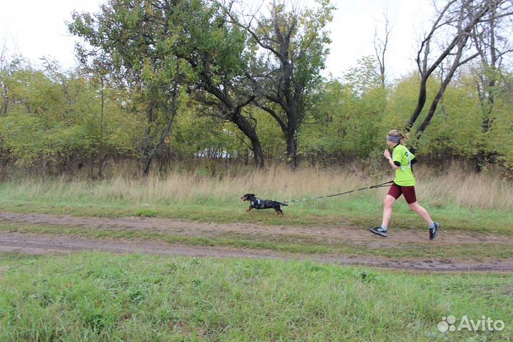 Выгул собак, р-он Макаренко
