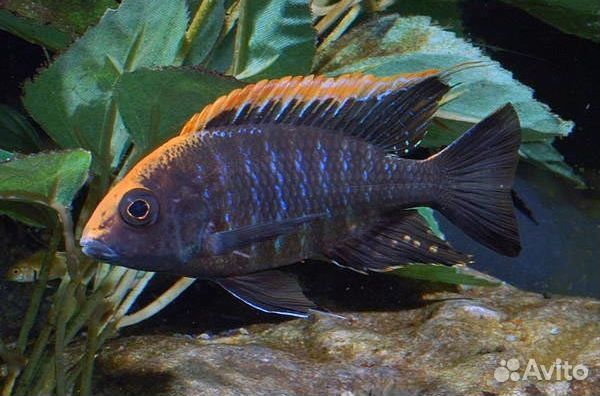 Африканские и американские цихлиды в ассортименте