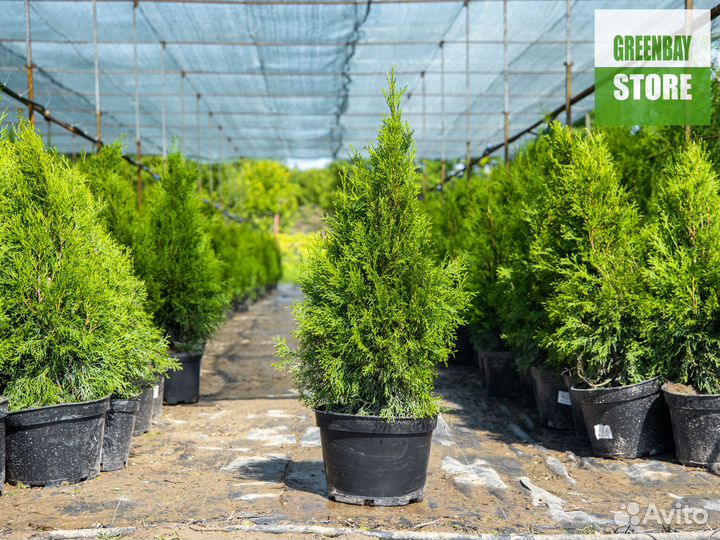 Туи смарагд 0,8 м свежая копка 2023
