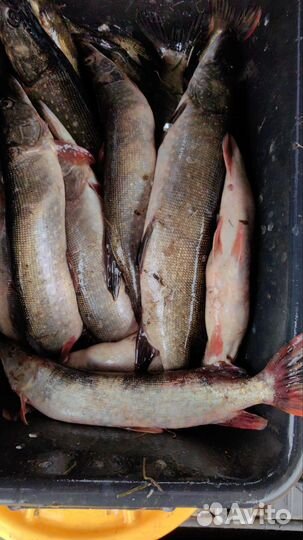 Свежая рыба щука