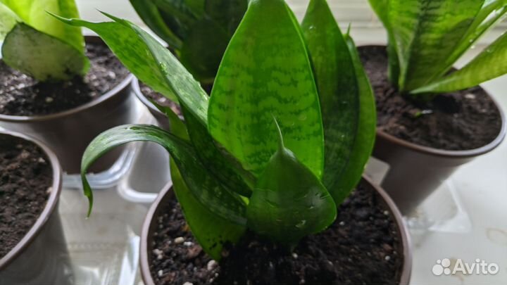 Сансевиерия
