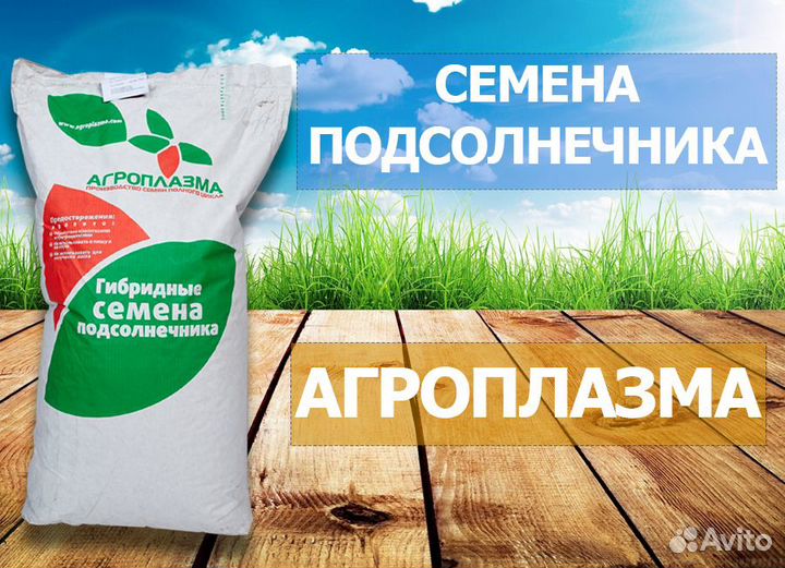Гибриды семена подсолнечника Агроплазма