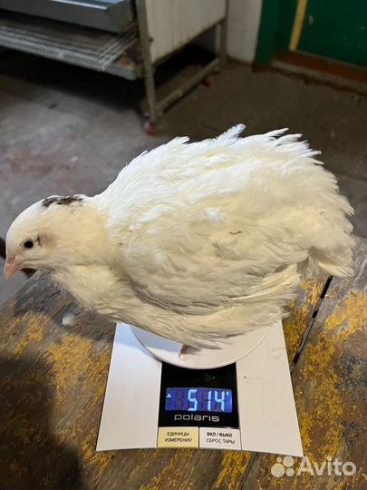 Инкубационое яйцо перепела