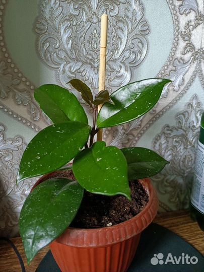 Фикус Бенджамина/калла эфиопская/диффенбахия/хойя
