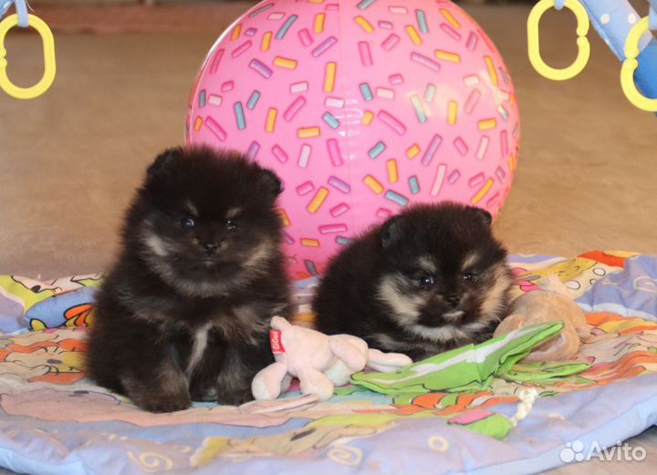 Шпицедетки