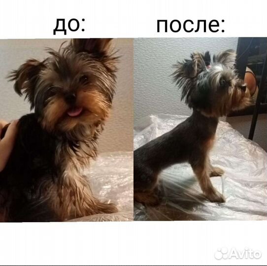 Грумер стрижка собак и кошек