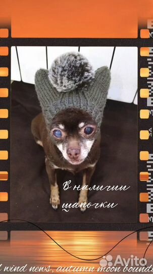 Шапочки для собак