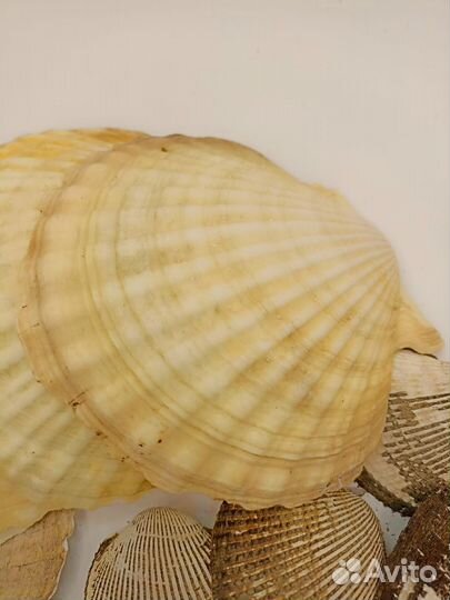 Набор ракушек 