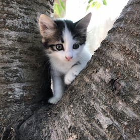 Котята в добрые руки бесплатно