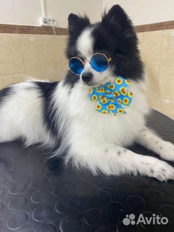 Груминг стрижка собак кошек