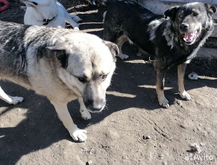 Собаки бесплатно