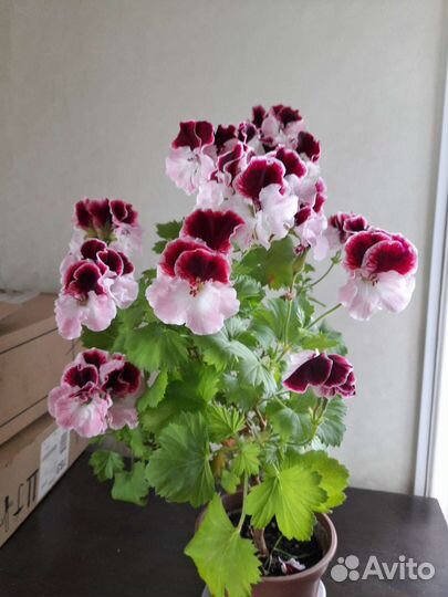 Пеларгония герань королевская