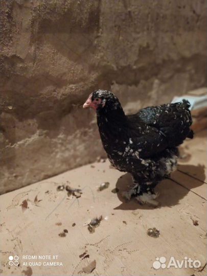 Инкубационное яйцо кохинхин стандарт