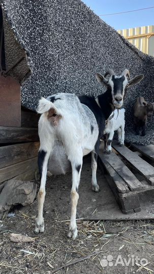 Камеруно нигерийские козочки