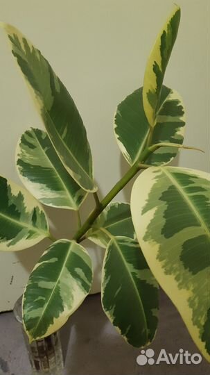Фикус Эластика Тинеке