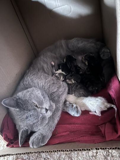 Котята