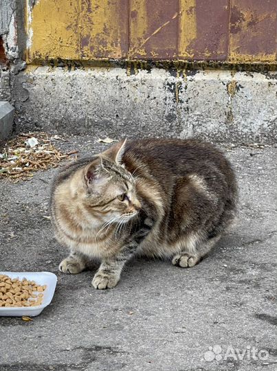 Брошенный котенок ищет маму