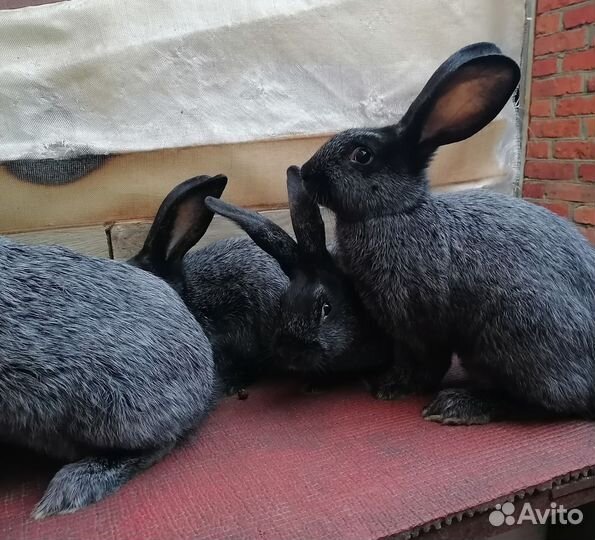 Кролики полтавское серебро