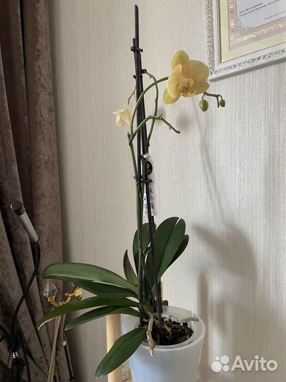 Орхидея фаленопсис