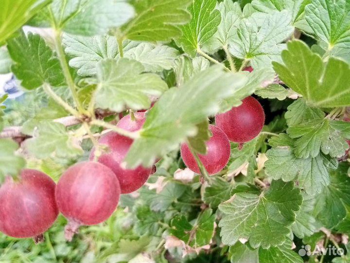 Красная смородина ягоды