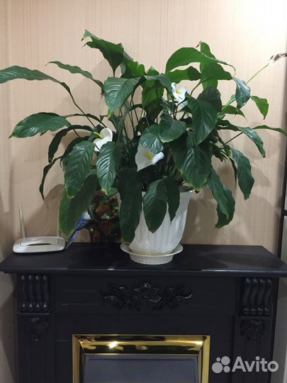 Комнатные растения