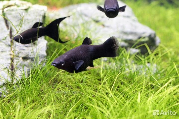 Моллинезия черная и сомики коридорасы