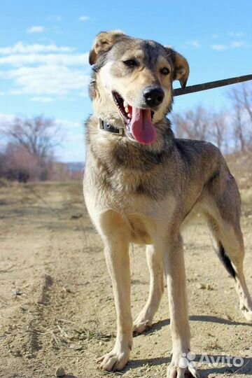 Собака Умка