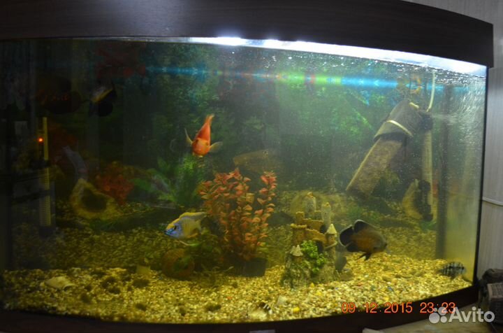 Аквариум панорамный Juwel 180 л