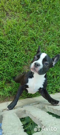 Передержка животных