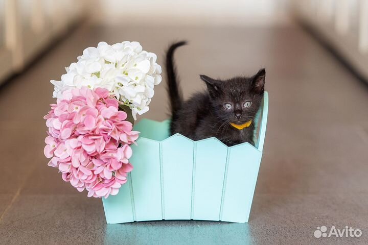 Черный котенок мальчик в добрые руки