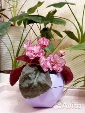 Фиалка сн-Вальс цветов