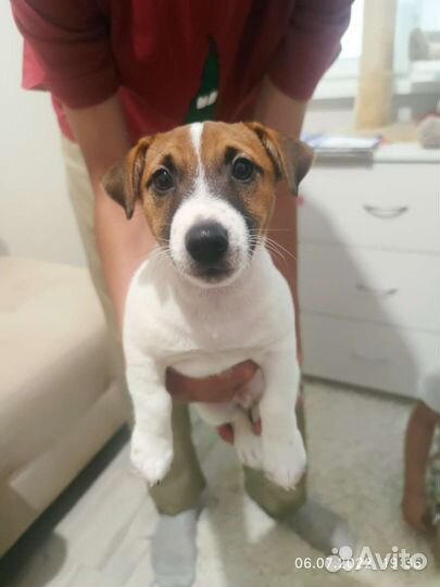 Вязка кобель джек рассел