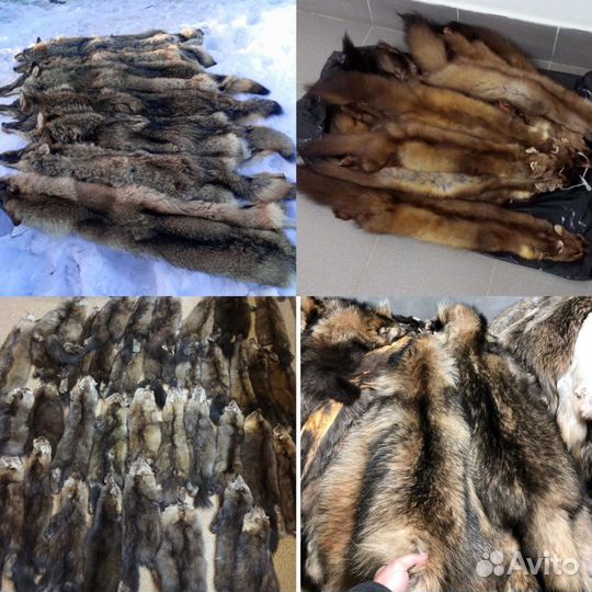 Шкуры рога