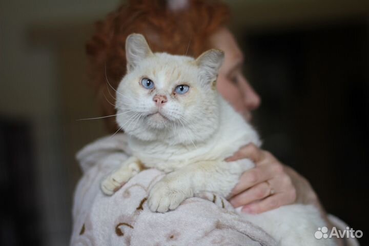 Кот