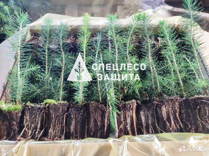 Сеянцы ели и сосны