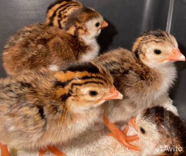 Цыплята цесарки