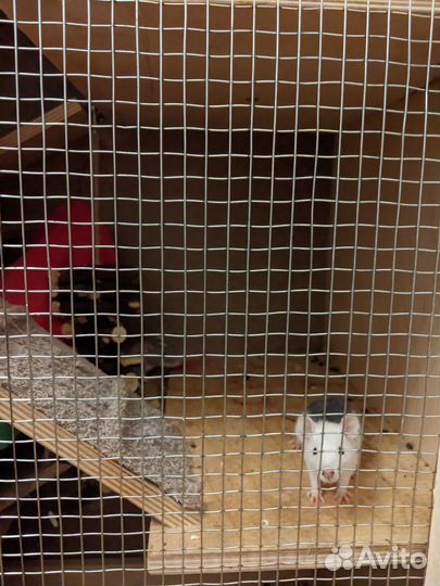 Декоративные крысята дамбо