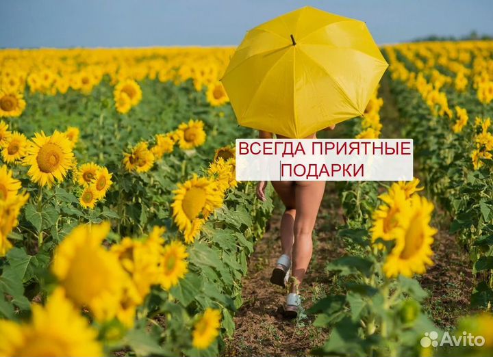 Семена подсолнечника гибрид сангай