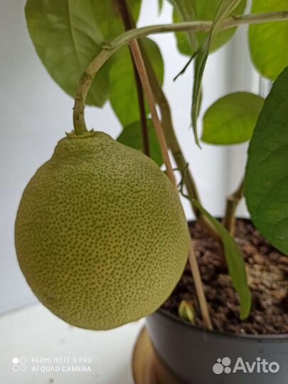 Лимонное дерево